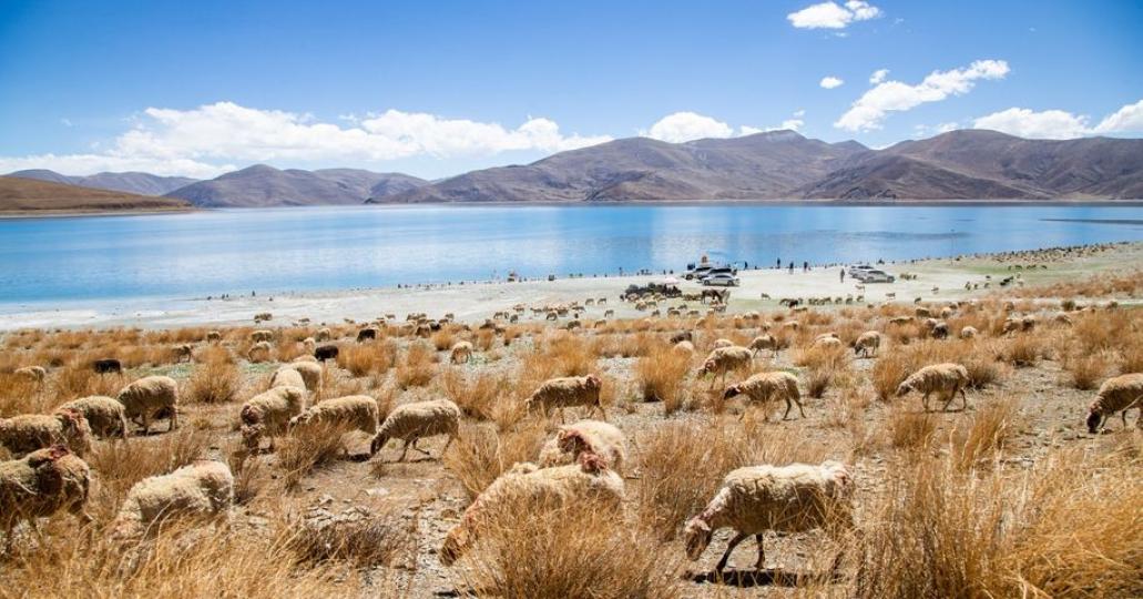 羊卓雍措作為西藏三大聖湖......
