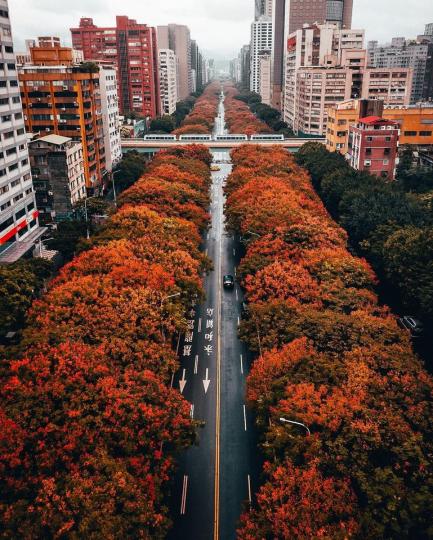 城市裡，橘紅的楓葉大道伴著稀疏車潮...