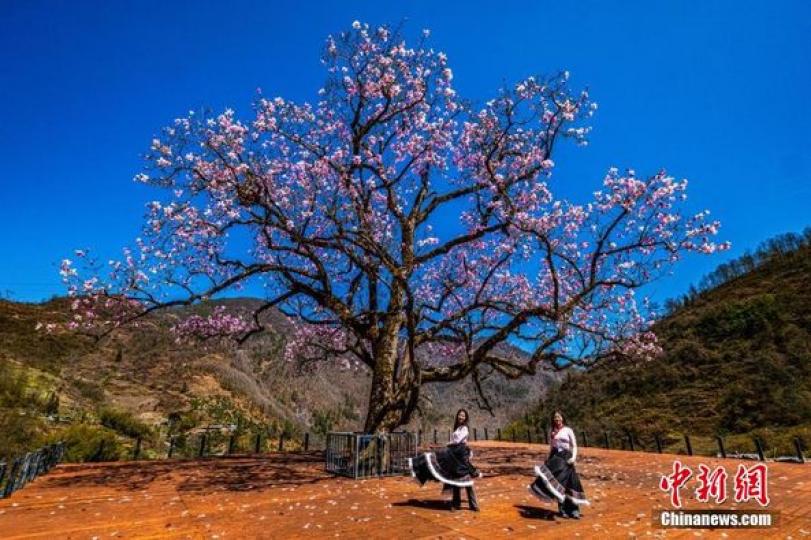 四川石棉：600多歲木蘭古樹花開正艷...