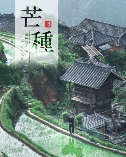 二十四節氣——芒種.......