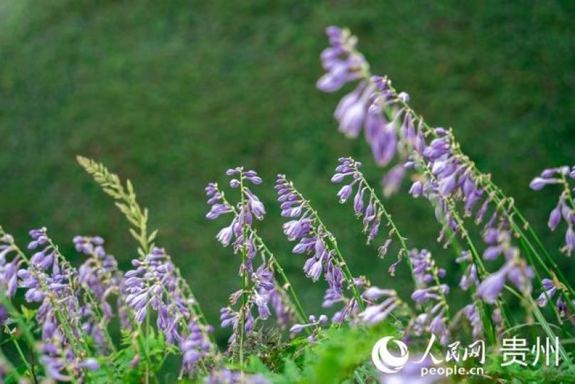 5萬余畝野生玉簪花進入盛花期...