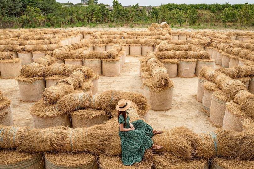 期間限定的「金黃稻草卷迷宮」正式開跑...