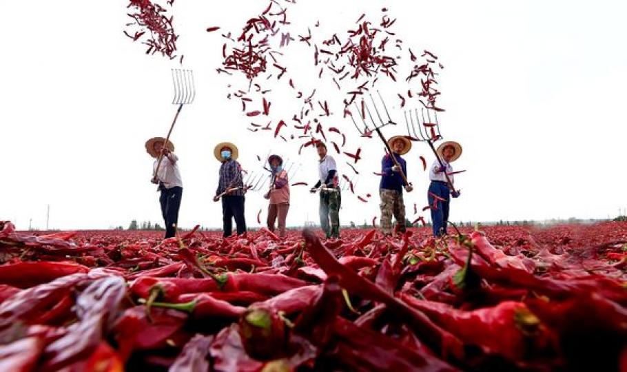 Farmers are busy harvesting red chily peppers across 1,680 acres...