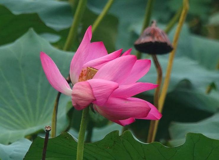 The lotus flowers are in full bloom at Beijing's Summer Palace... The lotus flowers are in full bloom at Beijing's Summer Palace...