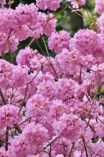 上水站與北公的粉花/紫花風鈴木...