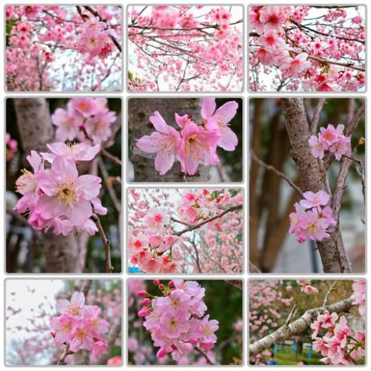 石門安景街公園賞櫻的一天......