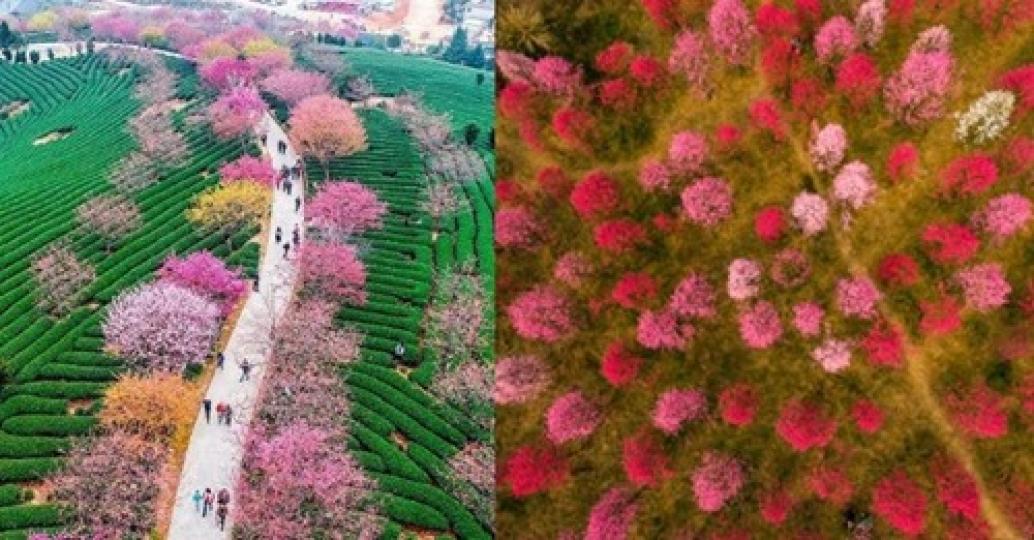賞櫻的季節快到了～深粉櫻花更多了些成熟冷豔的韻味...