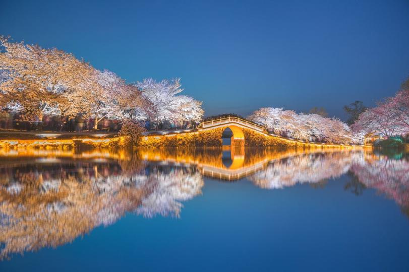 無錫黿頭渚公園賞夜櫻 視覺中國╱圖...