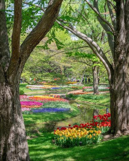國營昭和紀念公園裡，遍地的粉嫩鮮花開滿大地...