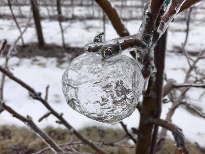 在樹梢發現夢幻冰雪蘋果...