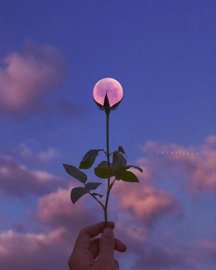 月亮拍成了美麗的珍珠花朵...