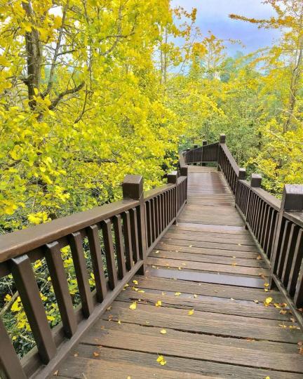位在台灣的燦爛銀杏森林，踏上階梯被絕美金黃葉片包圍...