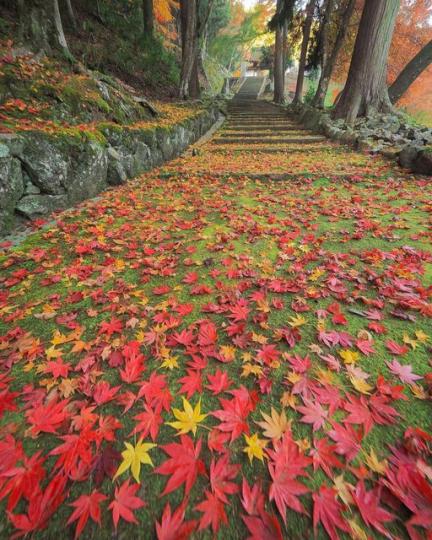 紅綠楓葉堆滿階梯，就像被調色盤上色般繽紛無比...