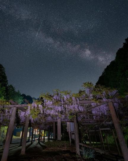 京都的紫藤花配上滿天星斗...