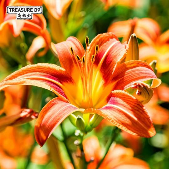 這是金針花Orange daylily，因為花期只得一天，所以叫Daylily...