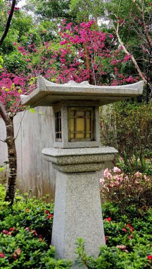 16/2大埔海濱公園重瓣山櫻照片...