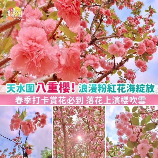 天水圍八重櫻！浪漫粉紅花海綻放 春季打卡賞花必到 落花上演櫻吹雪...