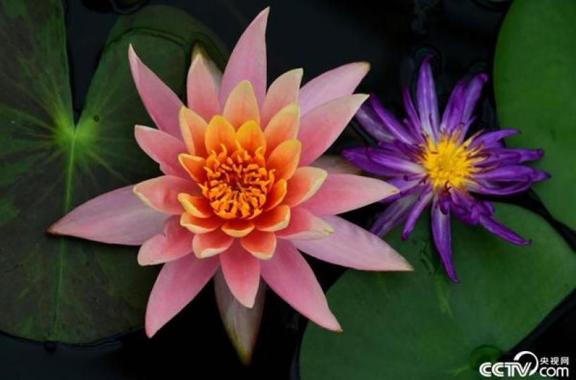 浙江金華：多彩睡蓮競相綻放...