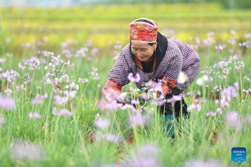 With flowers blooming in the early summer...
