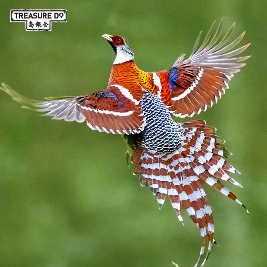 白頸長尾雉Elliot's Pheasant 是一種鮮為人知的鳥類...