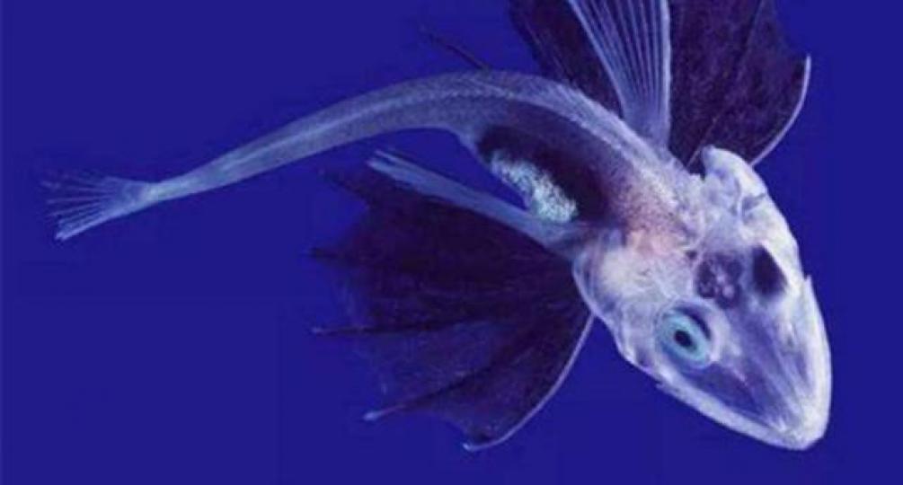 生活在南極的冰魚,也稱
南極蝦魚,它的頭骨和血
液均是透明的,它是唯一
沒有紅血球的脊椎動物
所以又稱白血魚,它擁有
抗凍蛋白,可以在深海零
度以下生活而不被凍僵...