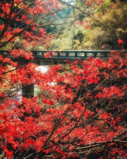 炙熱的火紅楓樹，沿著河岸朝氣地綻放...