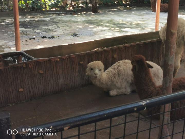 由深圳灣口岸出發前往深圳野生動物園...