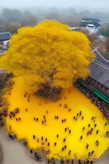 西安古觀音襌寺「銀杏樹」...