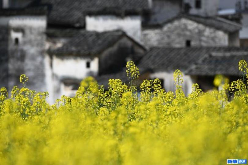 安徽歙縣：新安江畔春意濃...