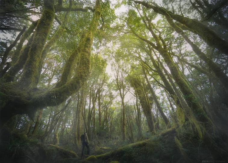 走進迷幻叢林般的山間，有新北第一高峰之稱的塔曼山...