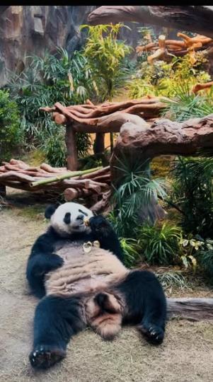 我同熊貓的約會......