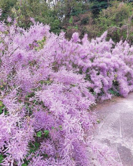 「夢幻粉紫麝香木」壯觀盛開...