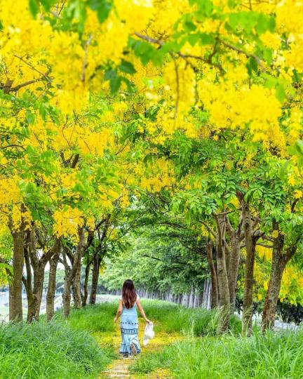 夏季限定的金黃花海，走入裡頭眼前壯觀美景令人難以忘懷...