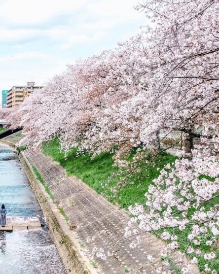 綿延5公里的浪漫櫻花河岸...