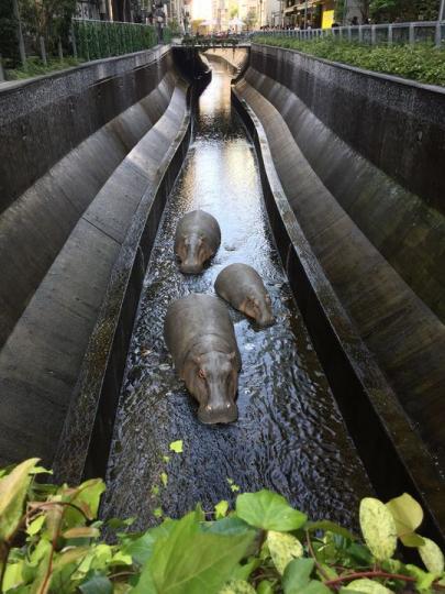 市區驚見「3隻河馬」民眾以為眼花...