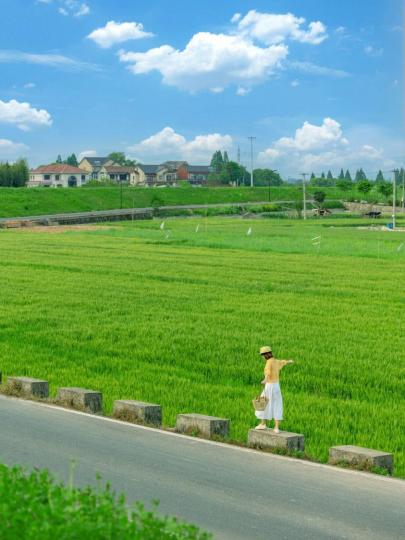 一望無際的綠色田野，配上清澈的藍天背景...