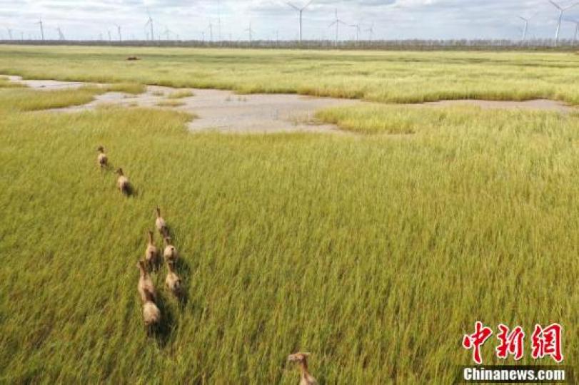 江蘇大豐：麋鹿保護區秋色漸濃 成群麋鹿覓食嬉戲...