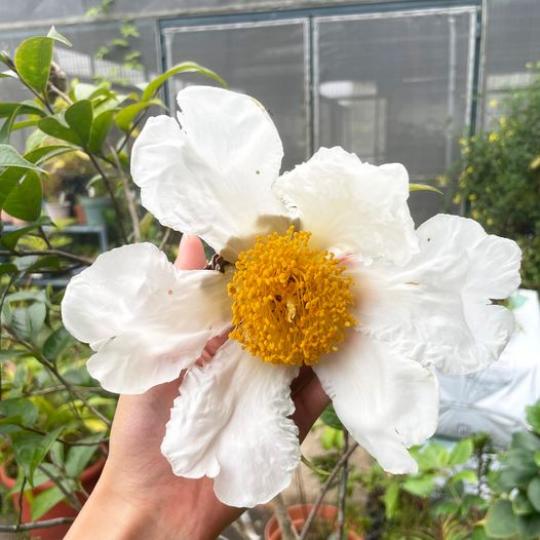 看看這朵花多大......