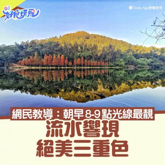 近日落羽松轉紅.......