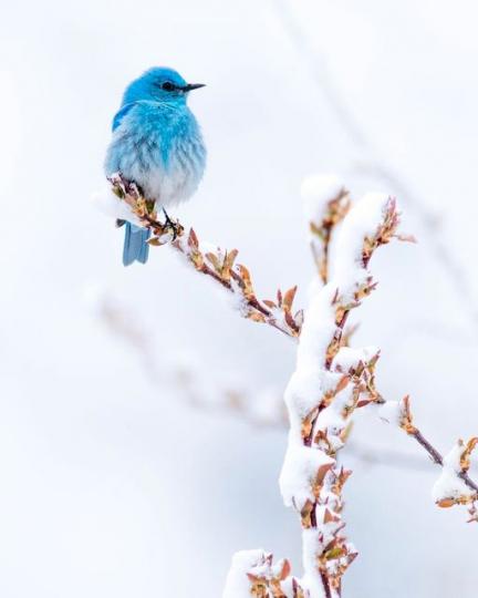 雪地中出現「漸層藍夢幻小鳥」...