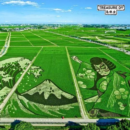 日本琦玉縣盛產稻米......