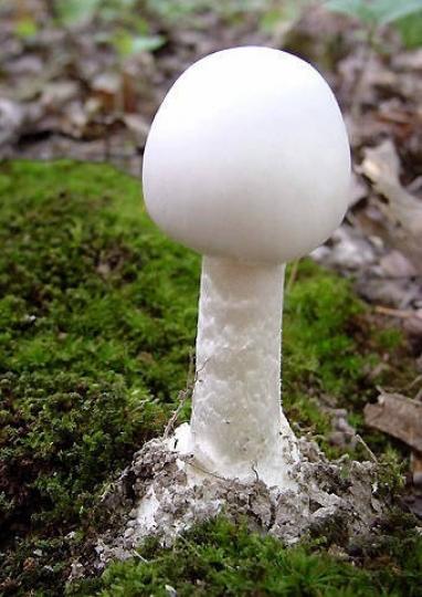 毀滅天使菌是含有鵝膏
毒素的白色毒菌菇類，
是己知最毒可至死的劇
毒菇菌。...