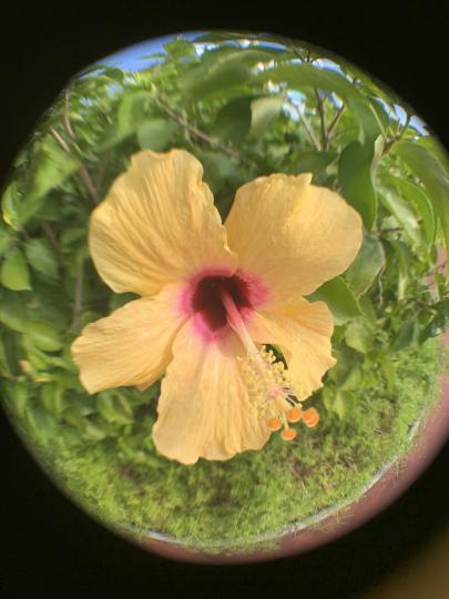 天氣漸寒就會少咗靚花睇...