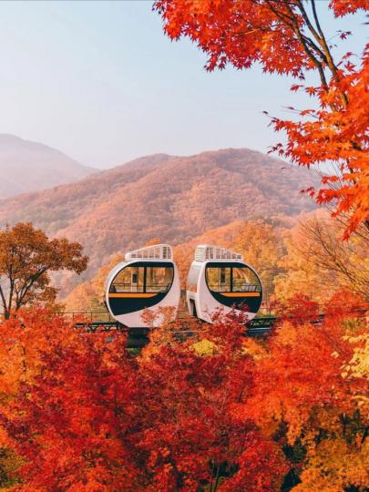 行駛在五顏六色楓樹中的列車...