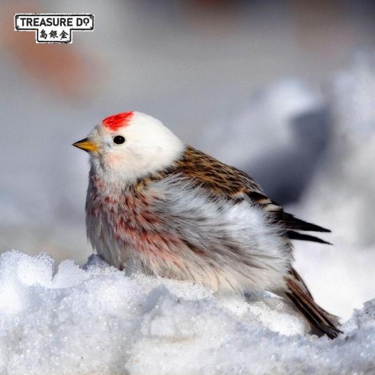 6 北極紅雀（Arctic Redpoll）是一種迷人的小型鳥類...