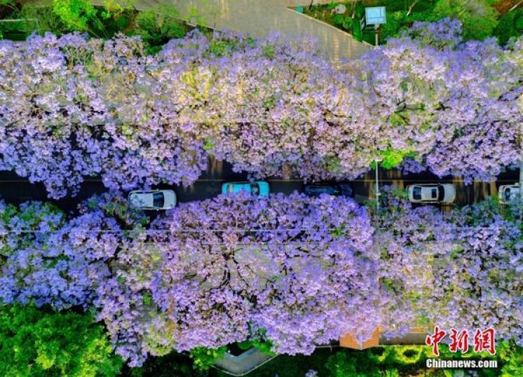 紫色浪漫如夢似幻 藍花楹綻放昆明...