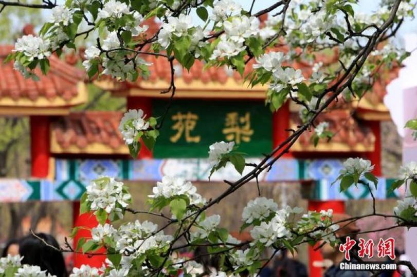 黑龍江哈爾濱：古梨樹花開如雪醉遊人...