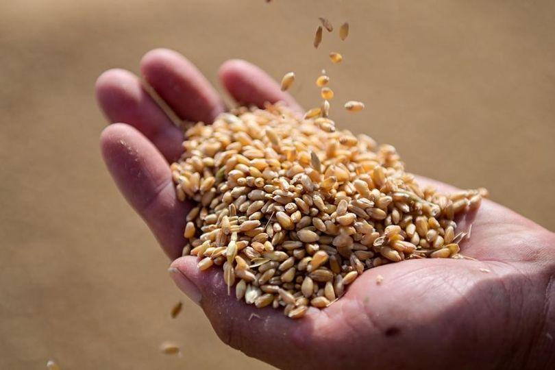 Chinese researchers have decoded a novel salt-tolerance gene in wheat... Chinese researchers have decoded a novel salt-tolerance gene in wheat...