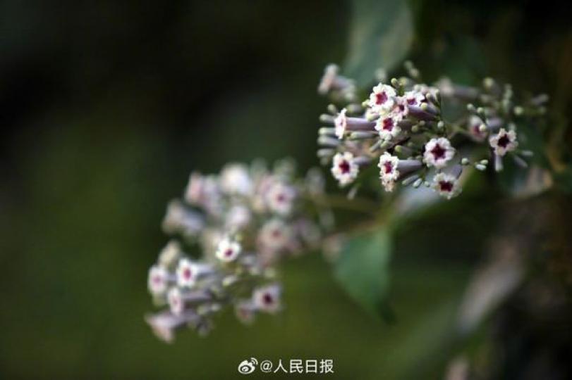 白露節氣臨近.........