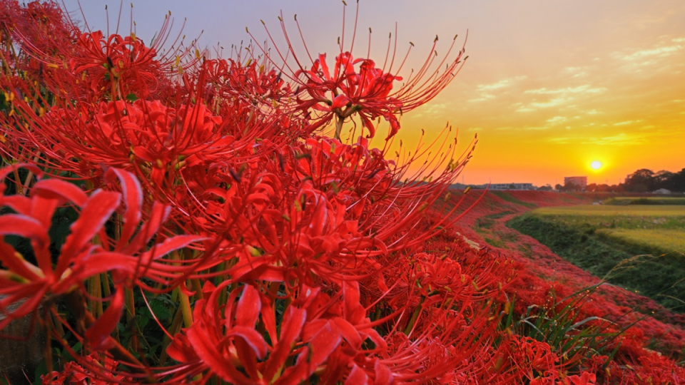 "千年花"蔓珠沙華與夕陽爭奇鬥艷, 如吸引著你的晚霞!...